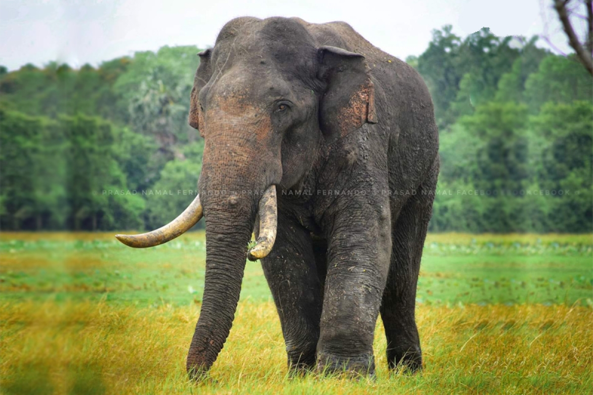 Tusker &#039;Agbo&#039; in Critical Condition After Another Shooting Incident: Famous Tusker Shot At Again Near Vannam Maduwa River