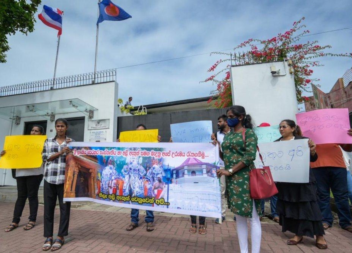 Protesters Rally Outside Thai Embassy in Colombo, Oppose Return of Injured Tusker &quot;Muthu Raja&quot;