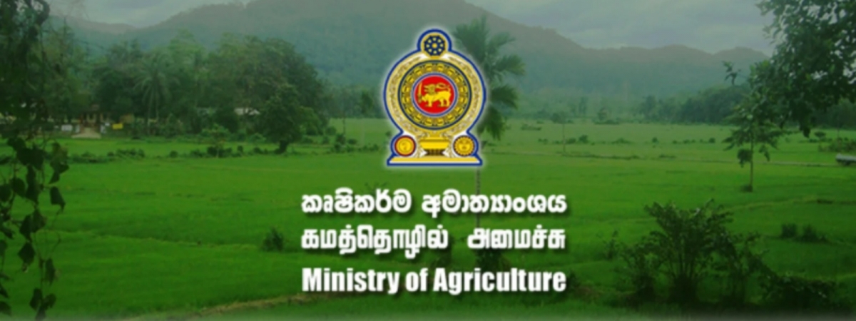 Ministry of Agriculture Begins Paddy Stock Survey