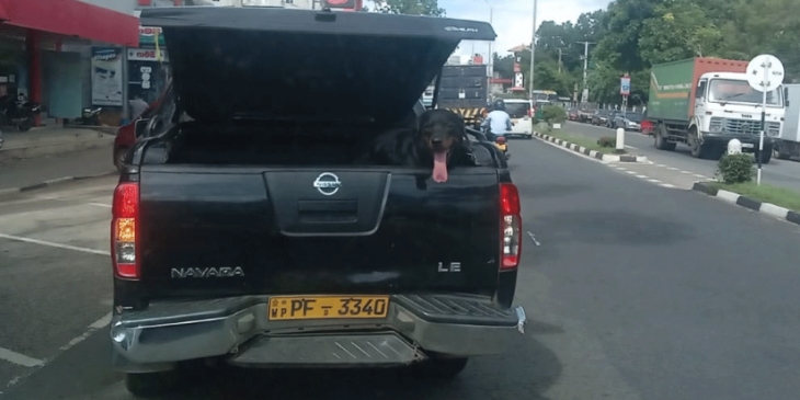 Dog Occupying State-owned Vehicle Reserved For The Use Of Dambulla Mayor