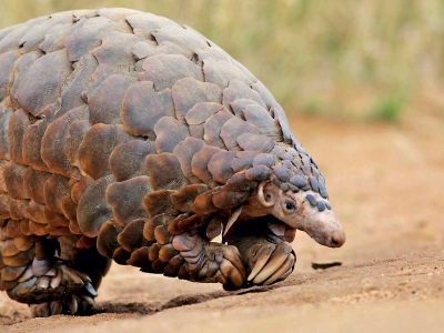 Pangolin Found Inside Freezer: Tourism Authority Launches Immediate Inquiry To Cancel License Of Chinese Restaurant