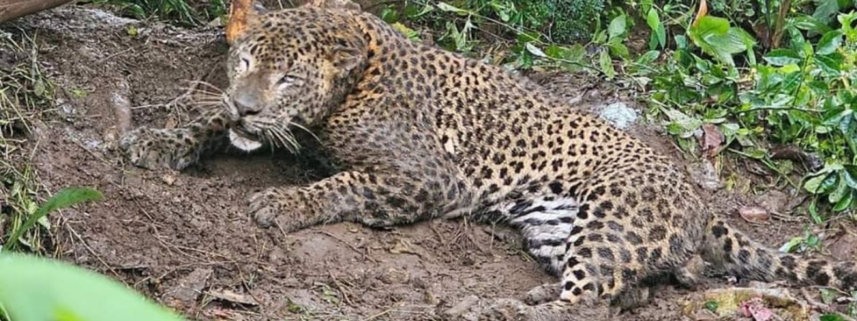 Leopard Dies After Being Caught in Snare in Maskeliya