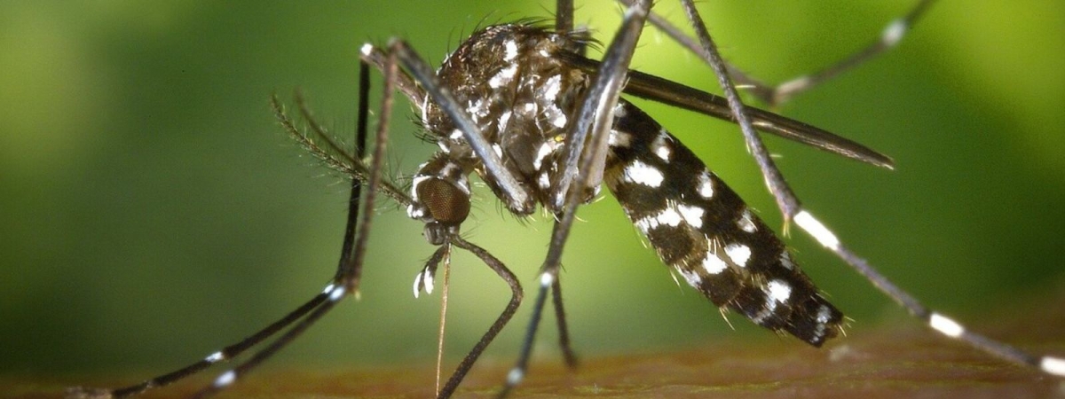 Dengue On Rise in Seven Districts of Sri Lanka