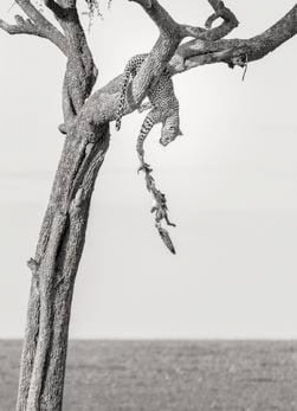 Vote For Lankan Wildlife Photographer Lakshitha Karunarathna’s Photo At The ‘Africa&#039;s Photographer Of The Year’ Competition 