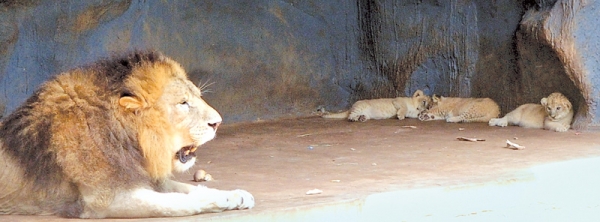 Lion And Zebra At Dehiwala Zoo Diagnosed With COVID19: Authorities Conducting Tests On Animals Died Within Last 02 Weeks