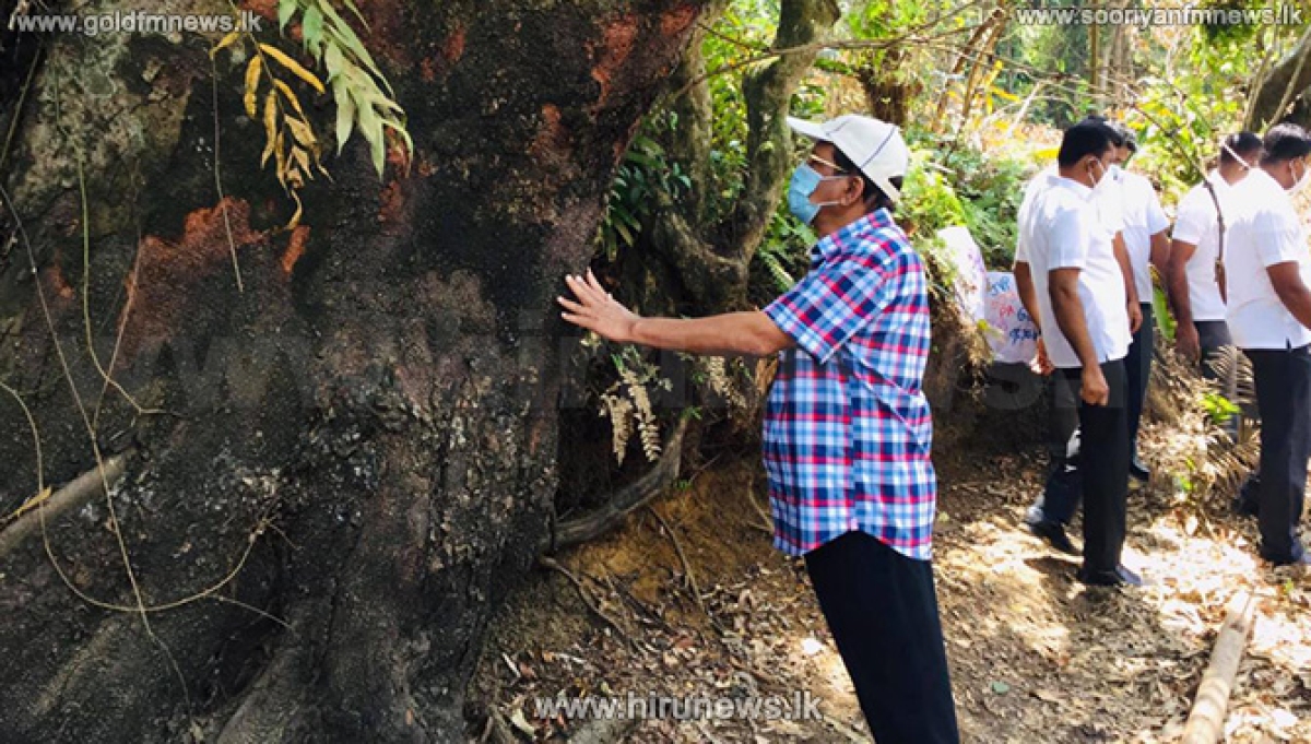 Highways Minister Says Cabinet Approval was Granted for Removal of Crudia Zeylanica Tree in Gampaha, Daraluwa