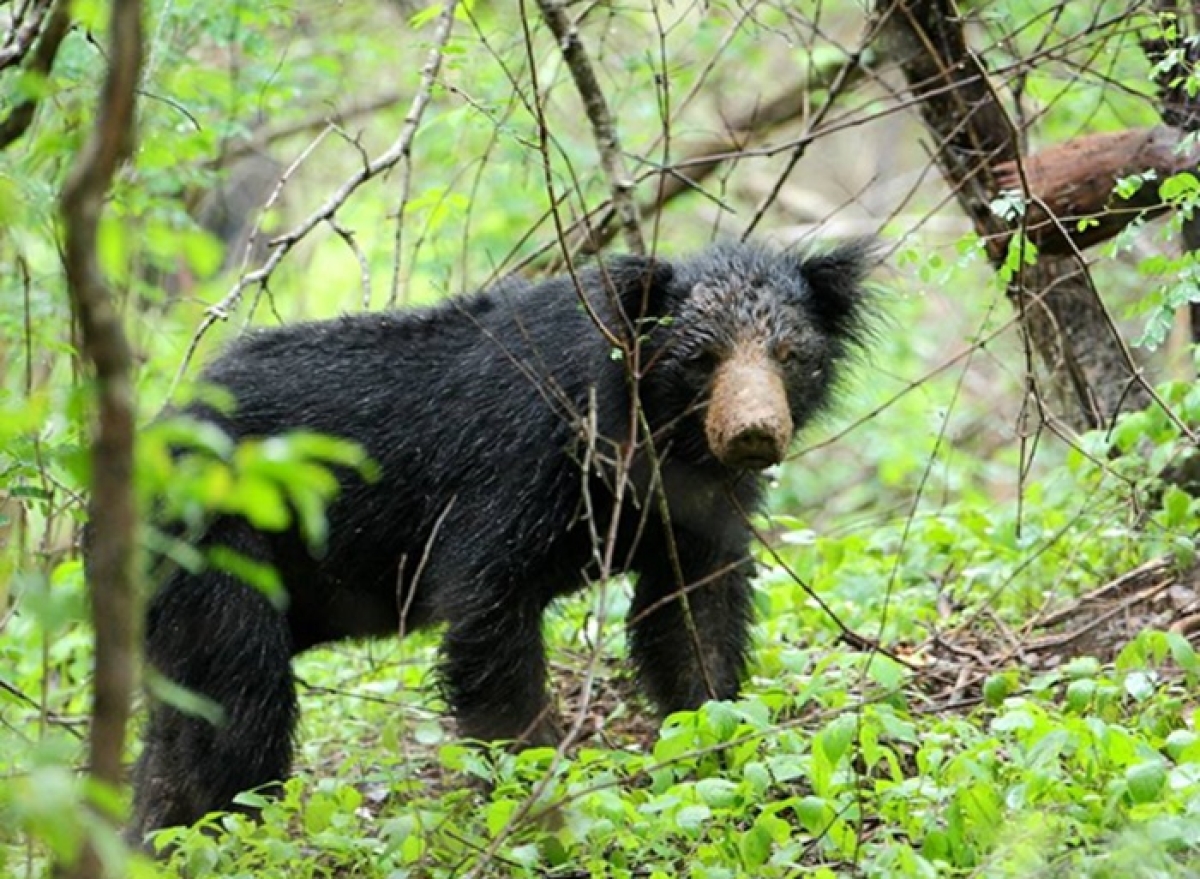 Five Injured in Bear Attack in Polonnaruwa