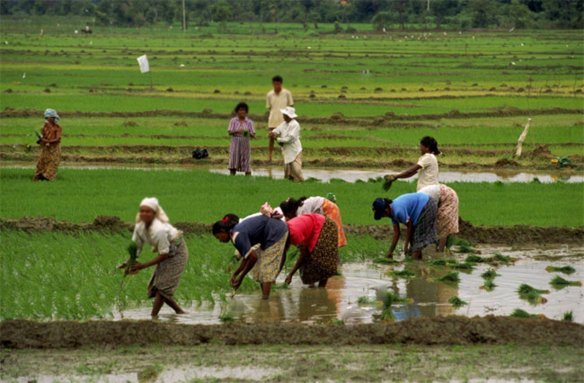 New Regulations to Facilitate Cultivation of Unused Land