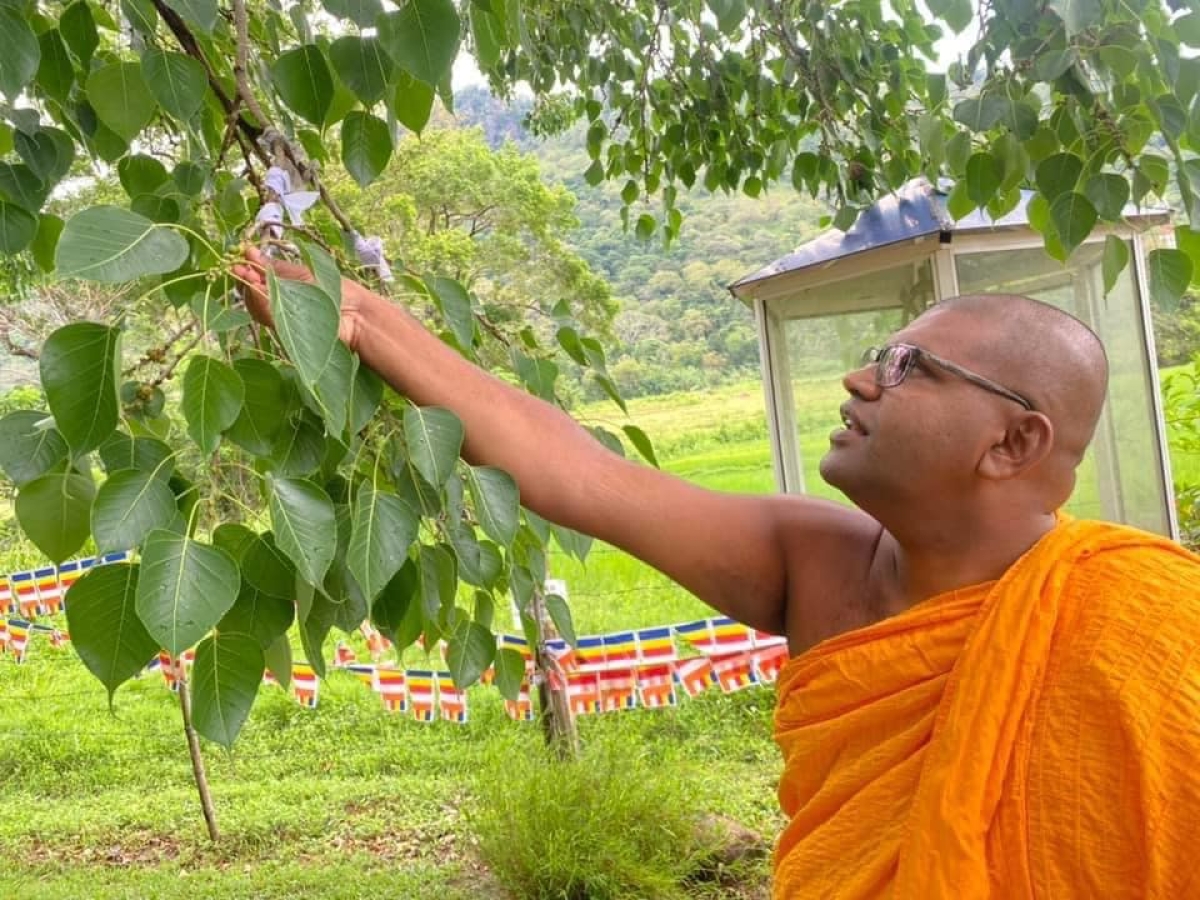 Bo saplings planted in Kuragala to create Bo forest in the area