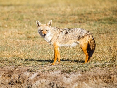 Man dies after being bitten by a rabies infected fox