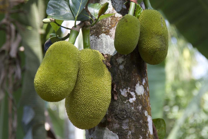 Mother dies by falling while attempting to pluck jackfruit to feed children