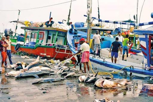 Beruwala Fisheries Harbour Closed Until Further Notice Following Detection Of New COVID19 Cases