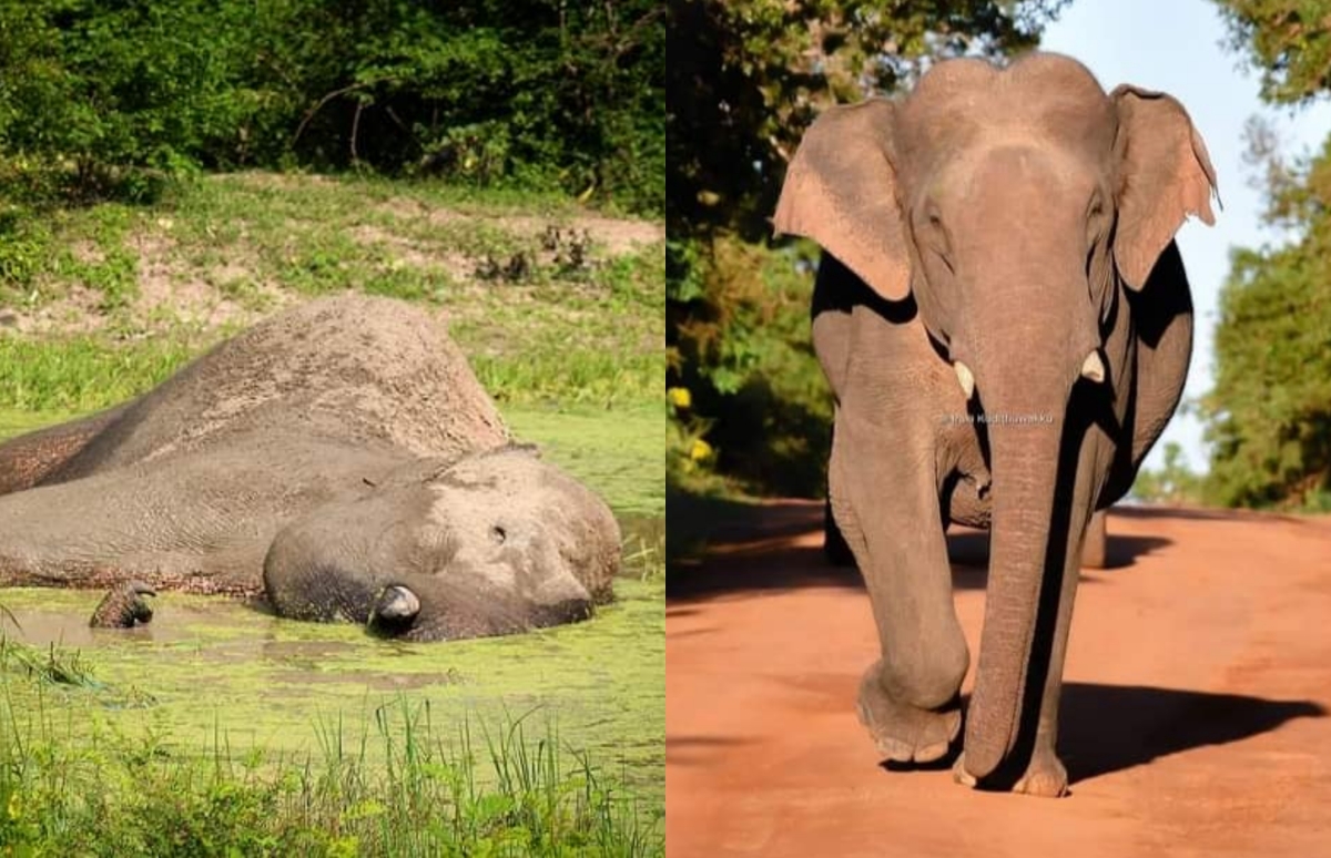 Yala’s famous tusker Gemunu shot