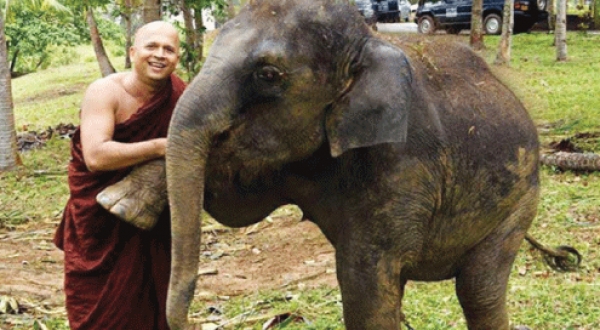 Well-Known Buddhist Monk And Former Parliamentarian Uduwe Dhammaloka Thera Acquitted Of All Charges From Baby Elephant Case