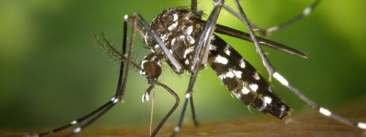 Dengue Alert - 23,000 Cases Reported in Sri Lanka