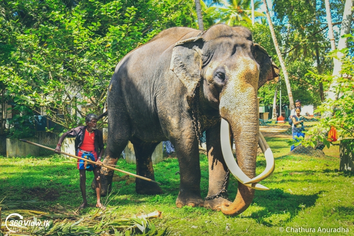 Sri Lanka&#039;s Iconic Tusker &#039;Nadungamuwe Raja&#039; Passes Away At The Age Of 69