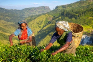 Tea Growers to Benefit from Low-Priced Fertilizers Provided by State-Owned Companies: Plantation Minister
