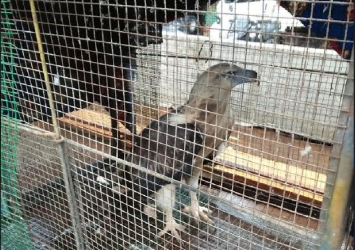 Sri Lanka&#039;s Drug Peddling White-bellied Sea Eagle To Become A Tourist Attraction At Dehiwala Zoo