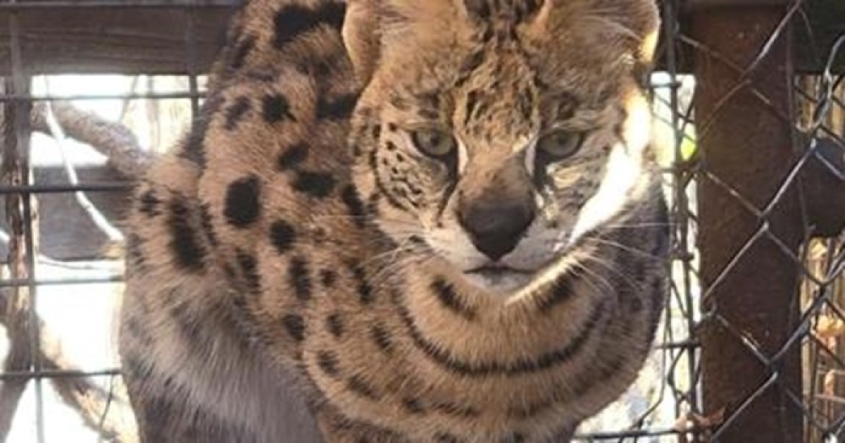 African Serval Cat Illegally Import to Sri Lanka