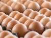 Agreement on Maximum Retail Price of Eggs