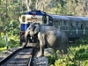 Heartbreaking Tragedy: Four Elephants Lost in Tragic Collision with Night Mail Train in Ambanpola